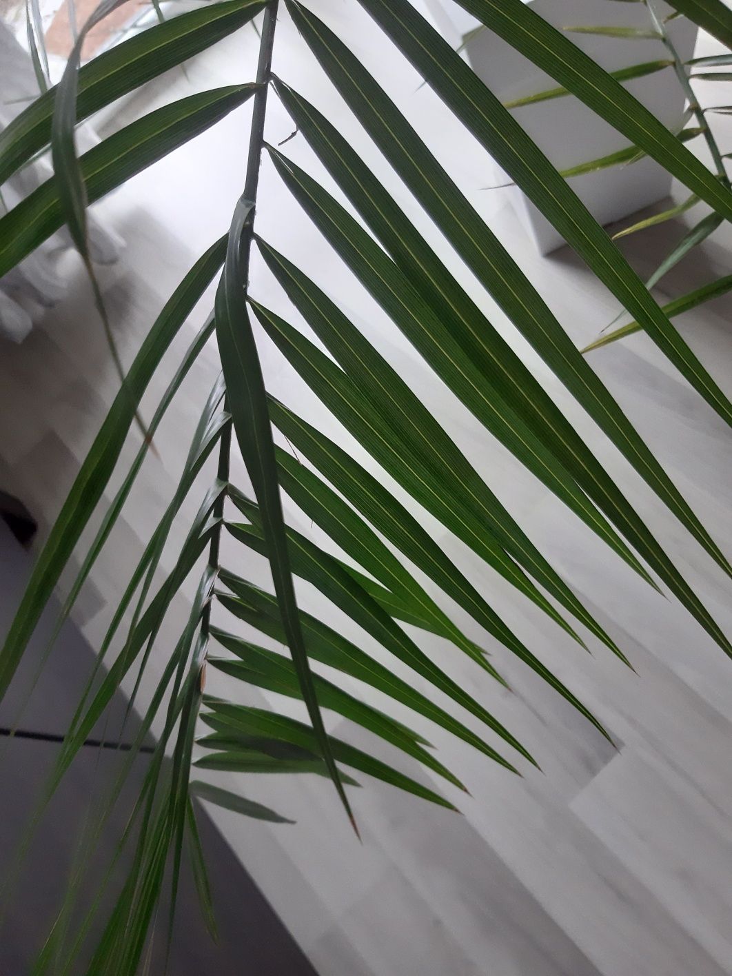 Palma daktylowiec kanaryjski