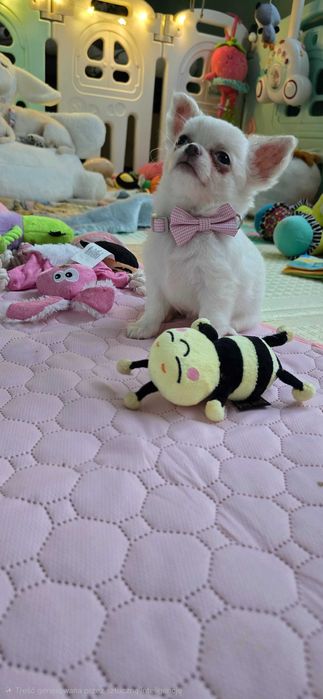 Wspaniała śnieżnobiała  Lilly   chihuahua długowłosa FCI