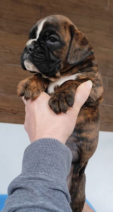 Bokser suczki gotowe do zmiany domu