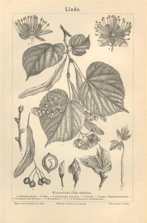 Liście Drzewa  oryginalna XIX w.  grafika