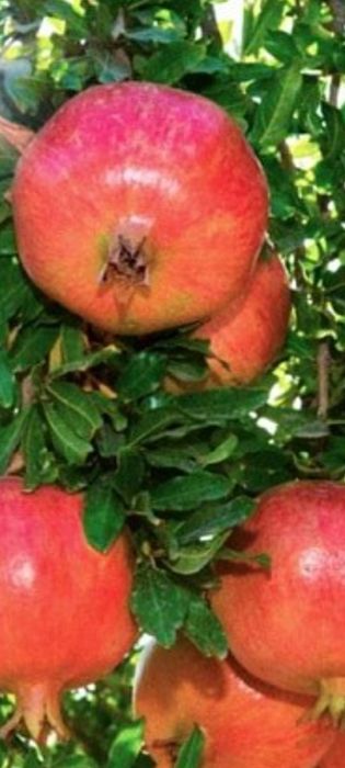 Продам саджанці граната Ак-Дона Кримська 4 річний