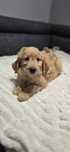 Goldendoodle f1 standard sunia