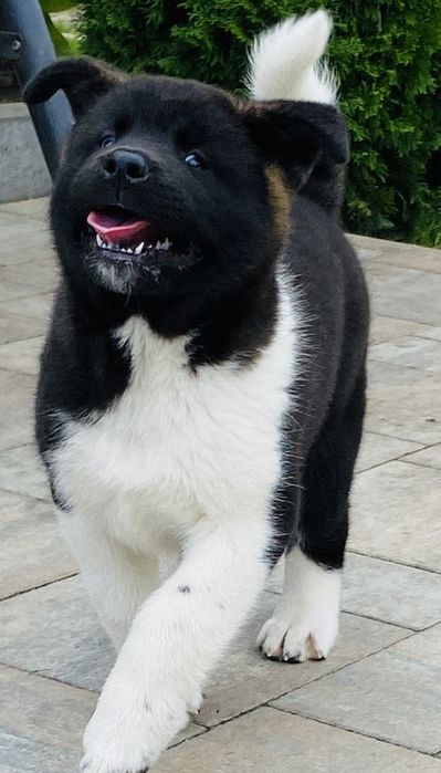Akita amerykańska