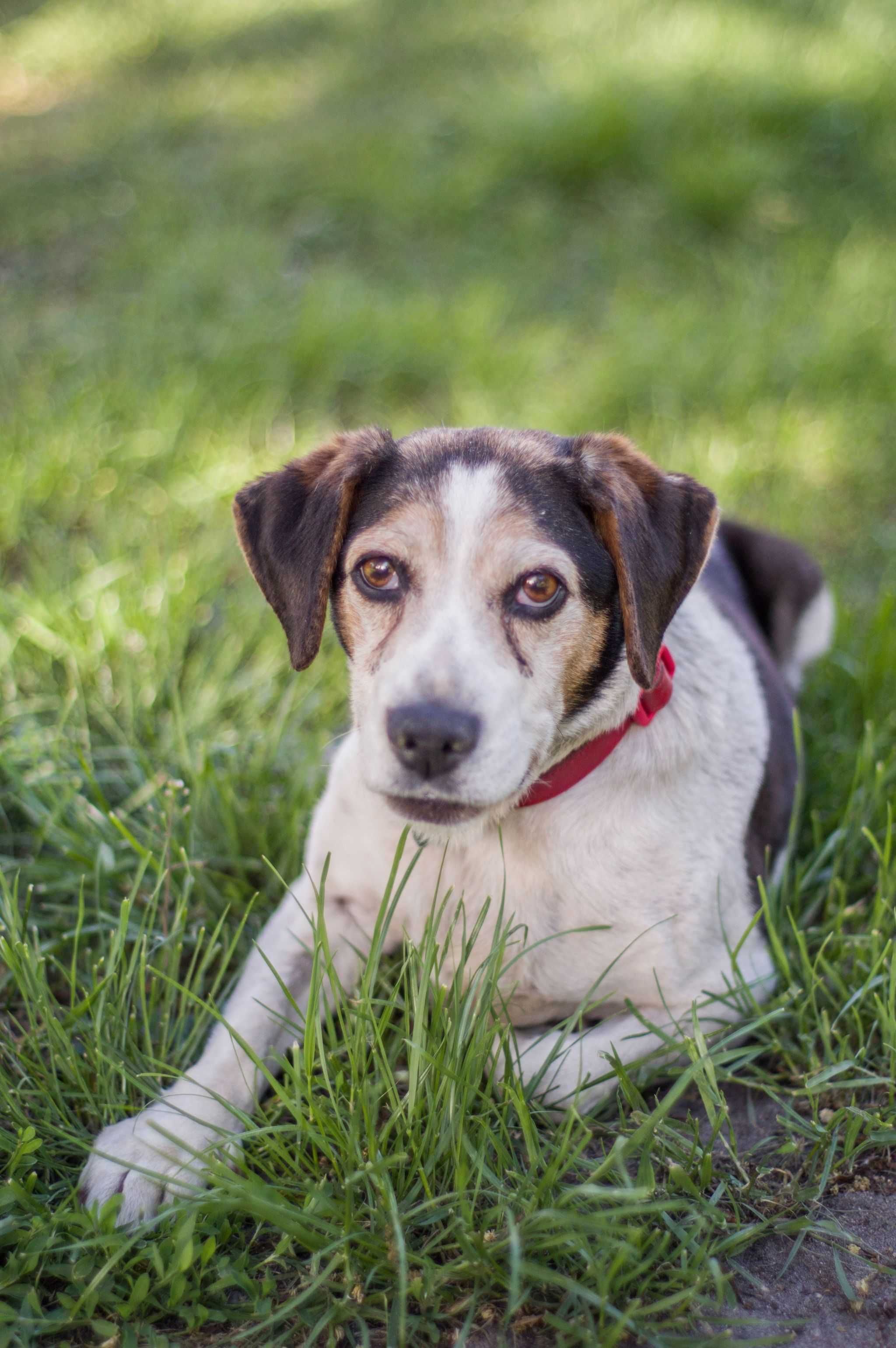 Saba beagle do adopcji. Pokochaj ją!