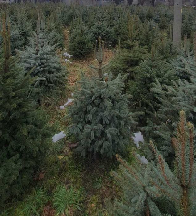 Choinka choinki świerk pospolity i srebrny jodła kaukaska