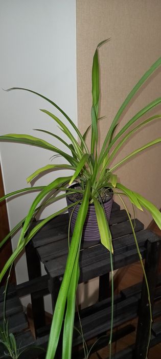 Кімнатна квітка/ рослина Хлорофітум