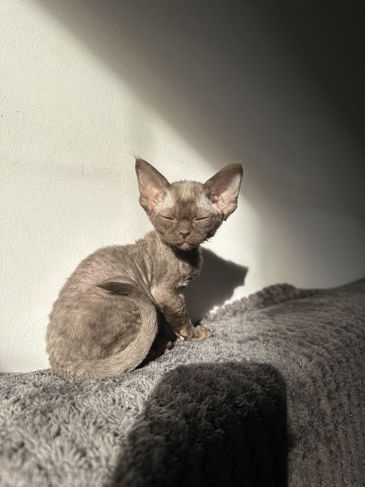 Czekoladowa kotka Devon Rex