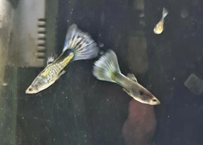 Guppy blue galaxi