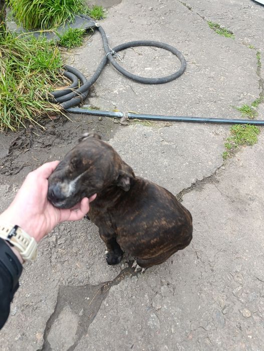 Стаф в добрые руки