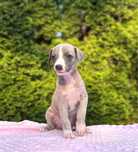 Whippet chart angielski