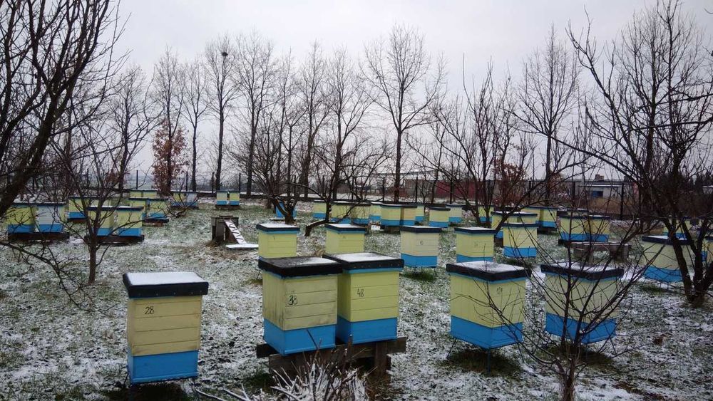 Miód lipowy, rzepakowy i inne miody z własnej pasieki