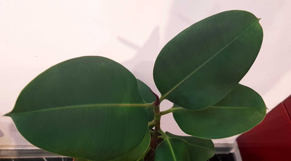 FIGOWIEC Sprężysty Ciemnozielone Błyszczące Liście Ficus Elastica 49cm