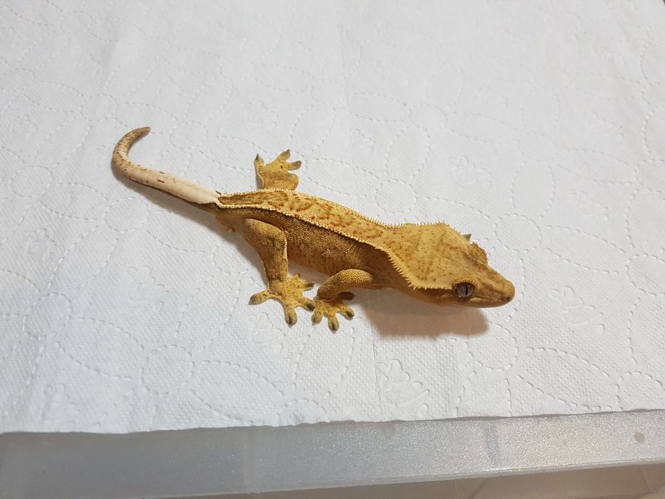 Gekony orzęsione samczyki