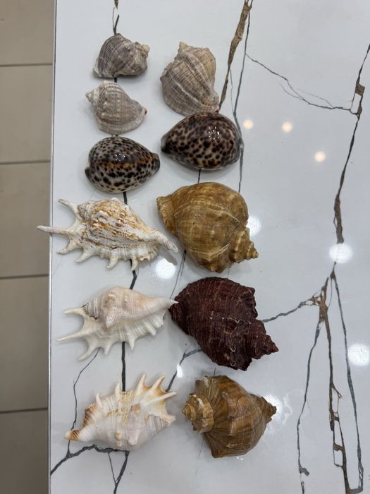 Ракушки морские в отличном состоянии