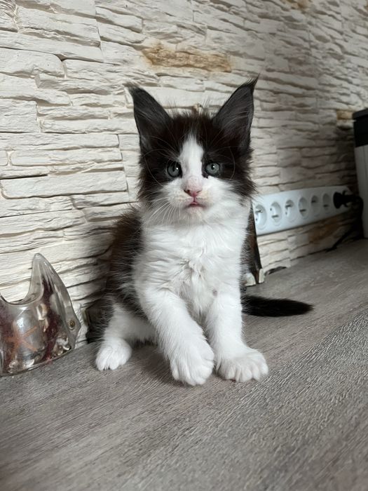 Słodka czarna koteczka maine coon z prawdziwym rodowodem FPL!!!