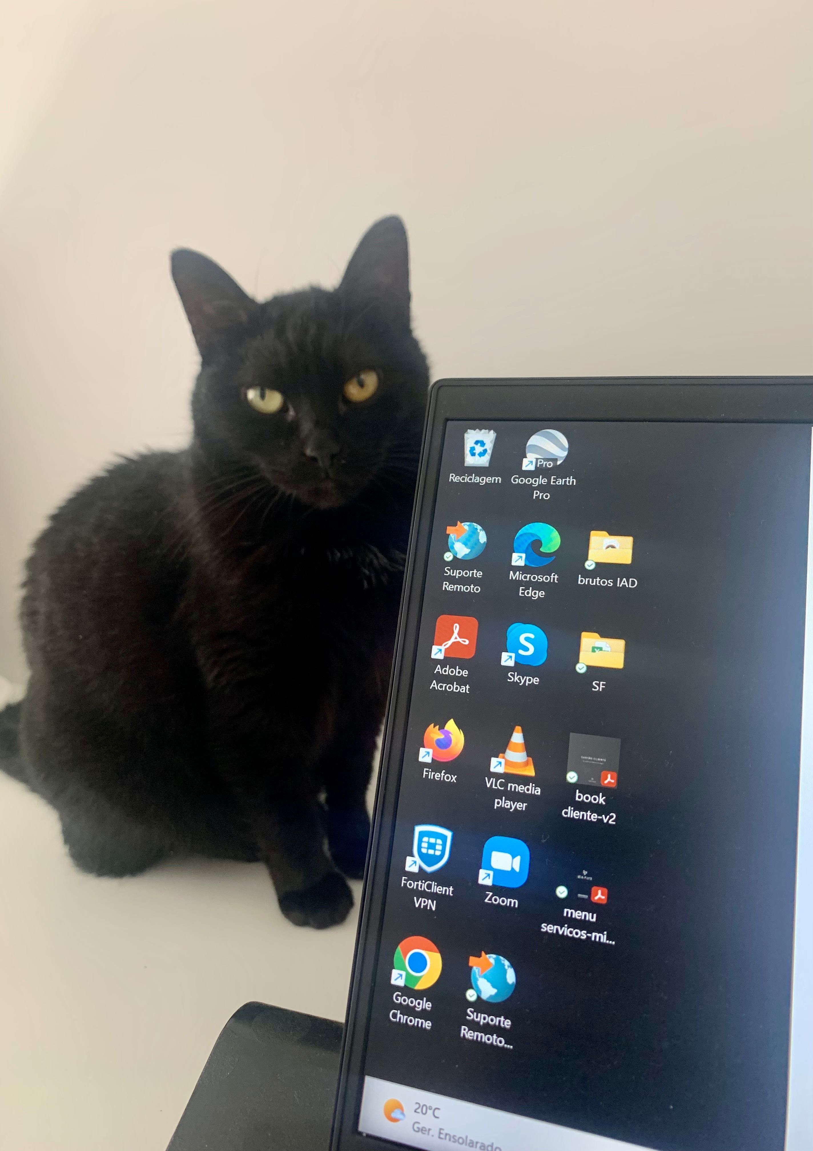 Gata para adoção
