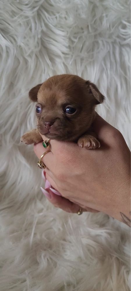 REZERWACJA !Chihuahua maleńka suczka krótkowłosa