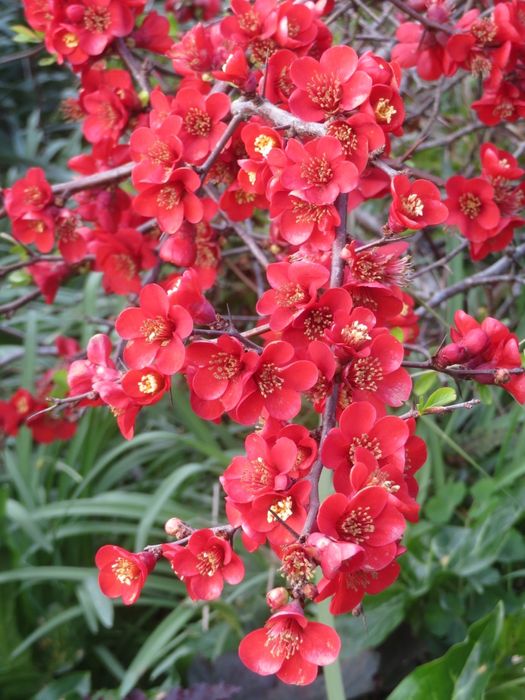 Хеномелес.Айва японська