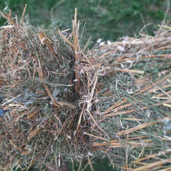 Продам сіно,люцерна+овсянка