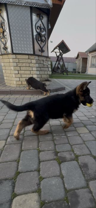 Продам цуценята німецької вівчарки