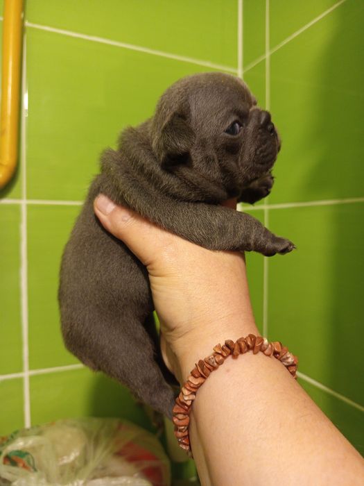 Дівчатка французькі булочки