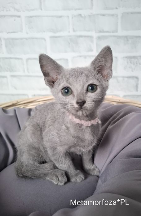 Kotka rosyjska niebieska