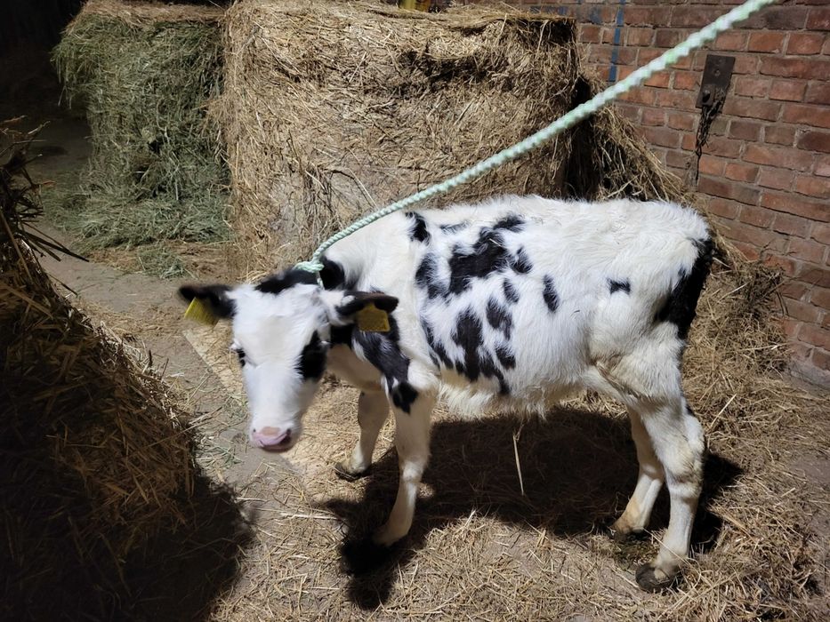 Cielak żarłak, BYCZEK