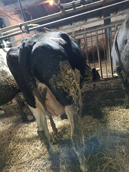 Sprawdzam krowy z mlekiem i jałówki wysokocielne