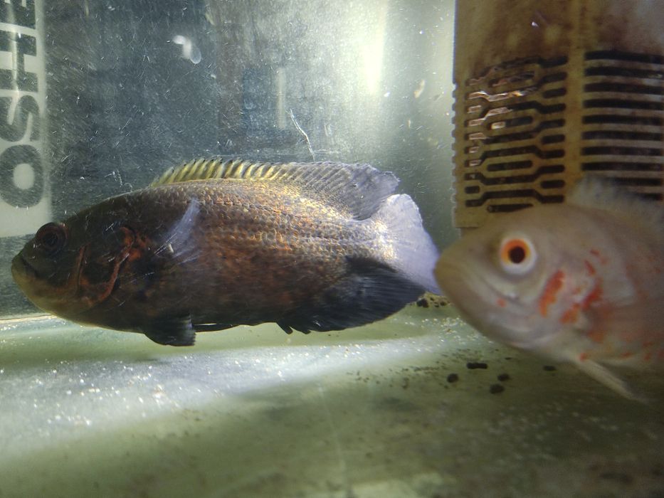 Pielęgnice pawiookie