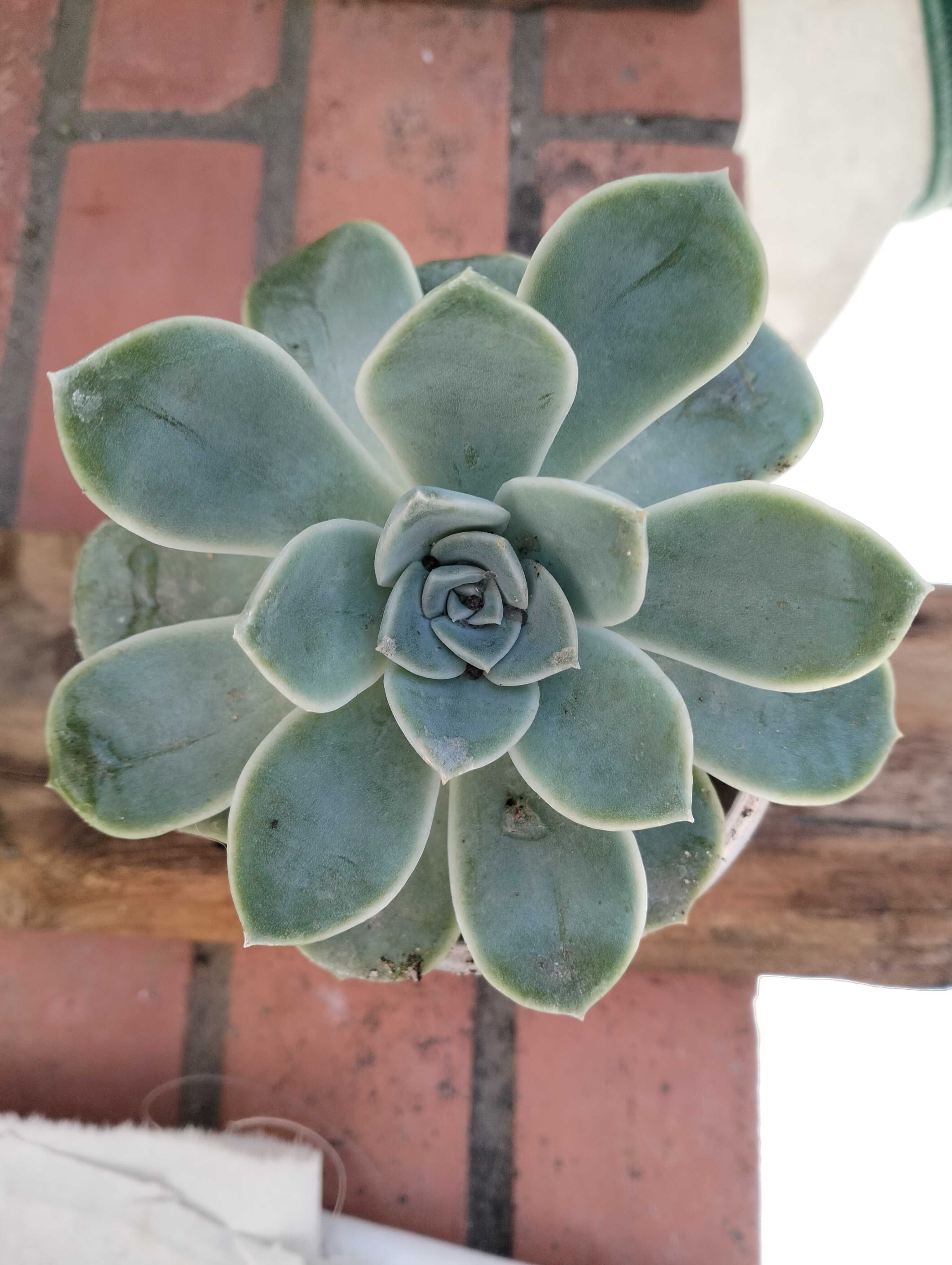 Suculenta familia Echeveria Rockrose