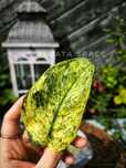 Scindapsus Creme Brulee variegata scyndapsus liść ukorzeniony
