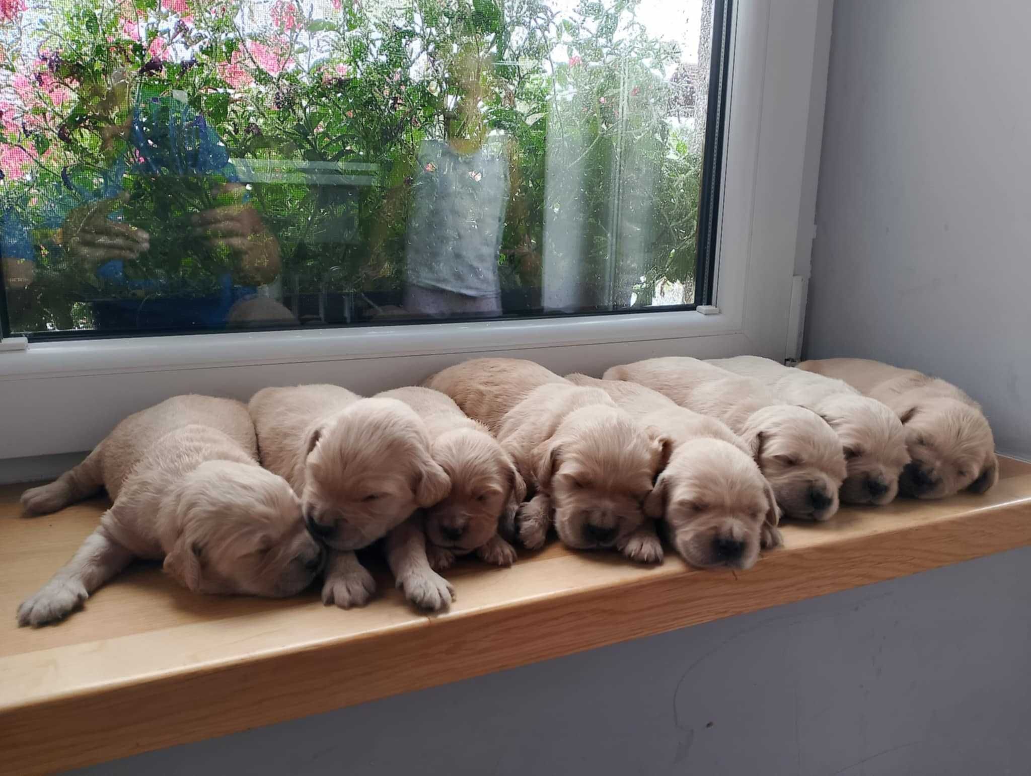 Szczeniak rasy Golden Retriever