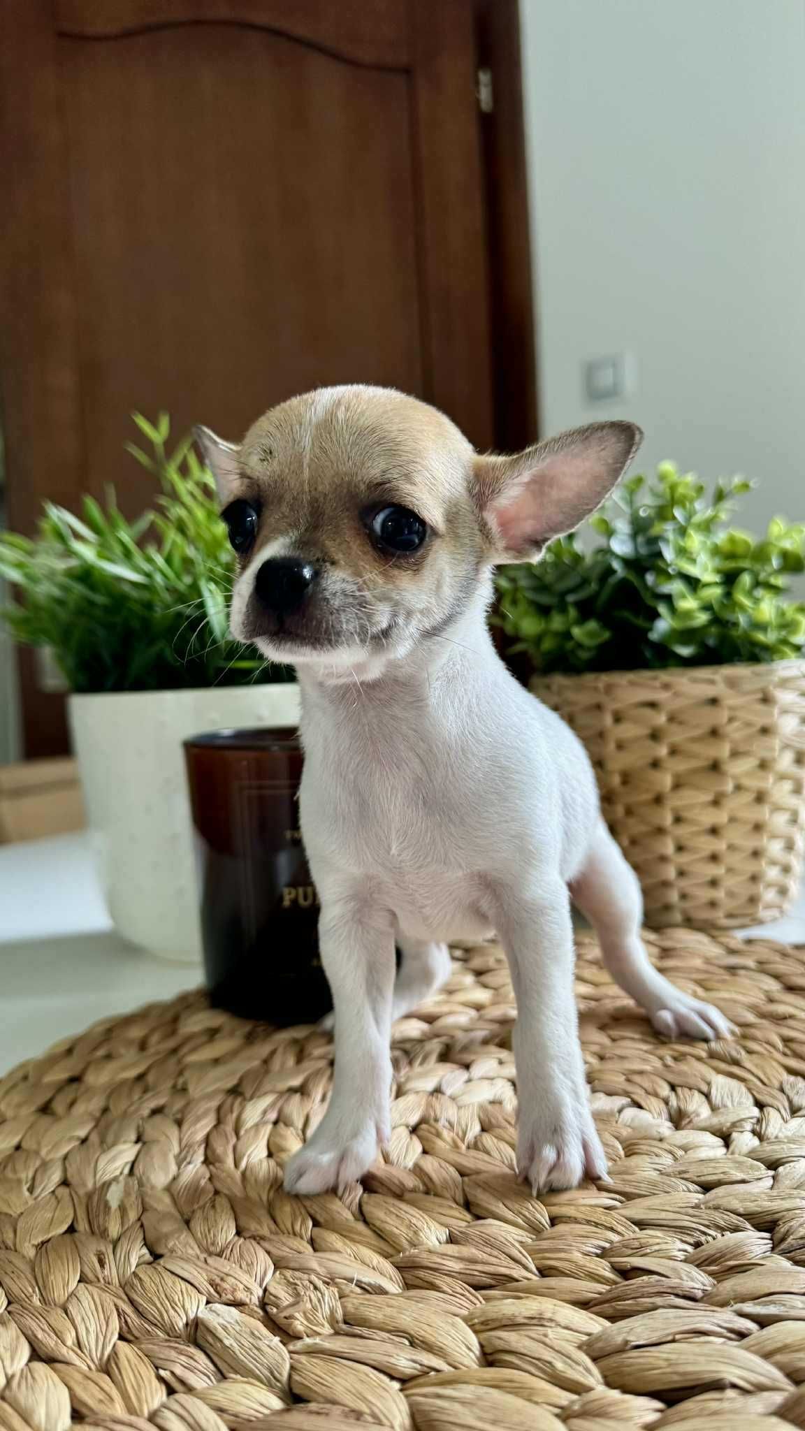 Piesek Chihuahua z Rodowodem Miniaturka 1,5kg