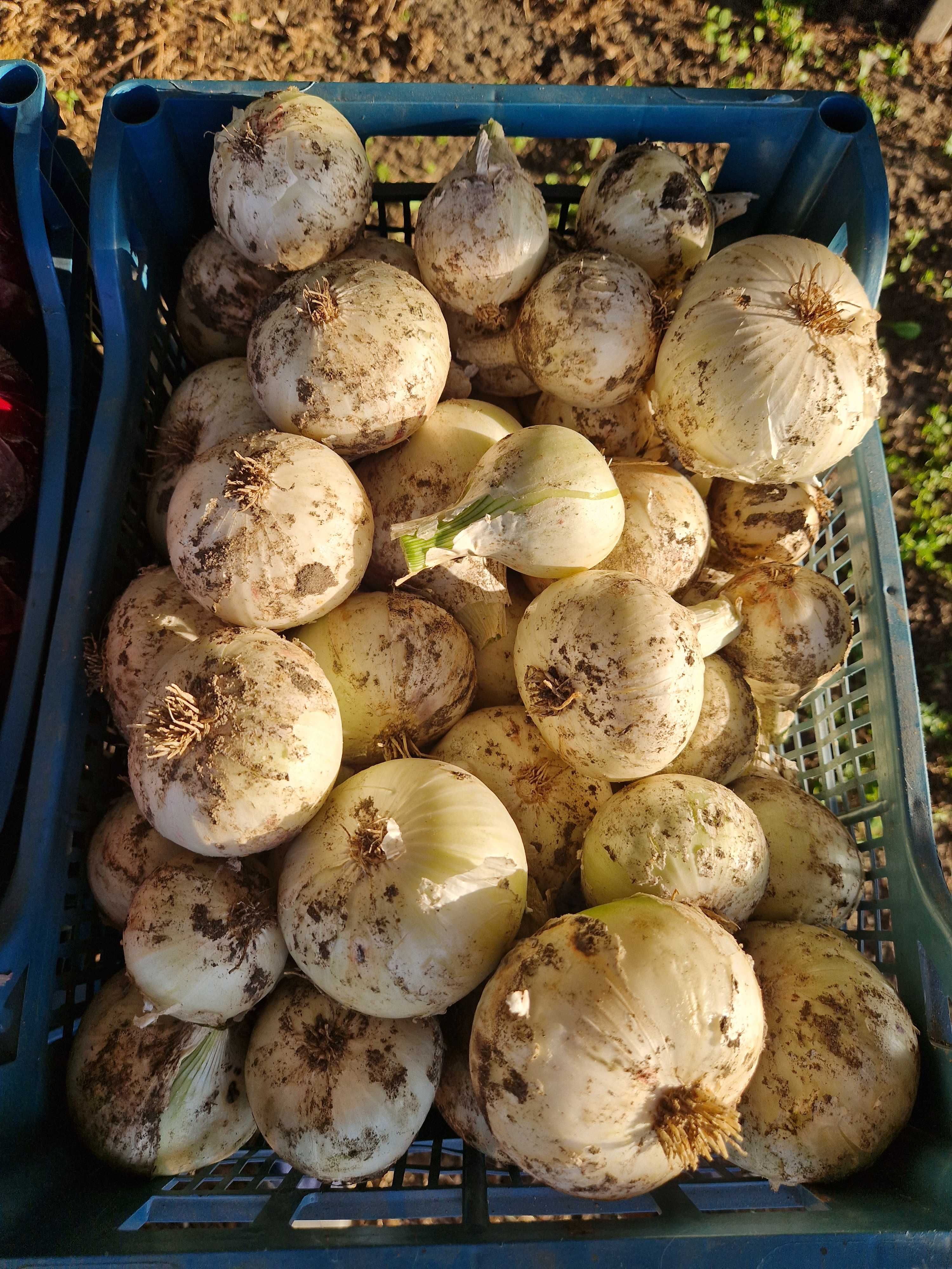 Cebula ekologiczna