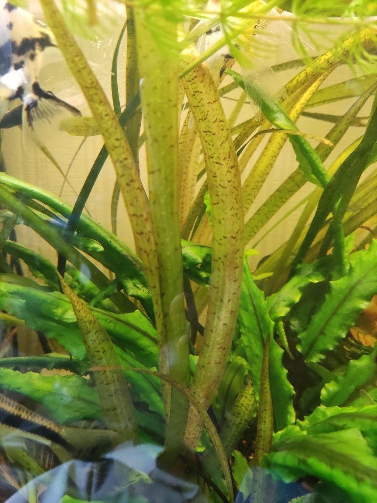 Vallisneria Spiralis Tiger trawa NURZANIEC wysoka