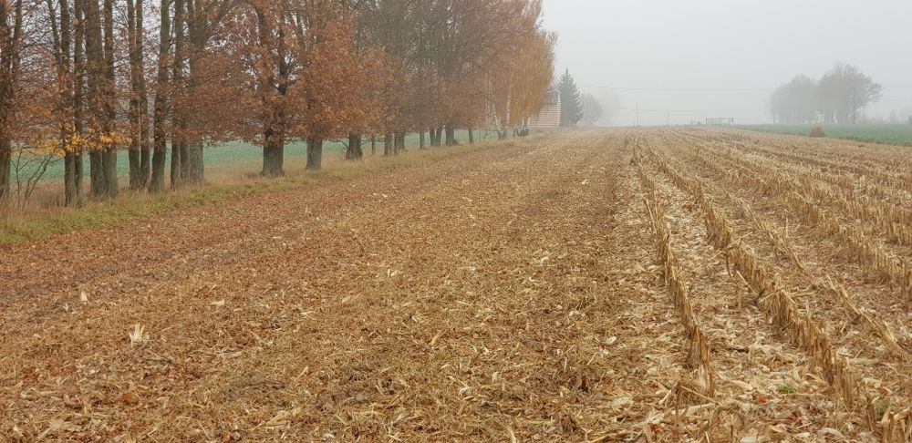 Mulczowanie, głeboszowanie