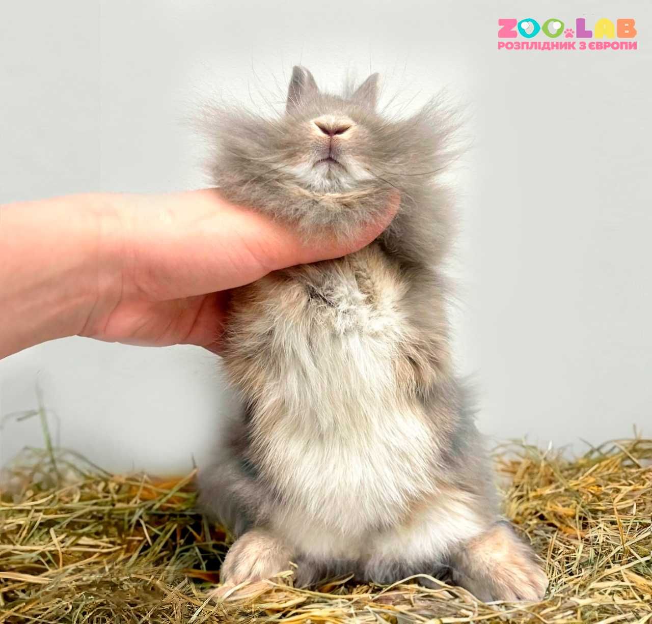 Ексклюзив! Левоголовий німецький карлик, кролик декоративний