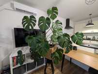 Monstera- bardzo duża Wrocław