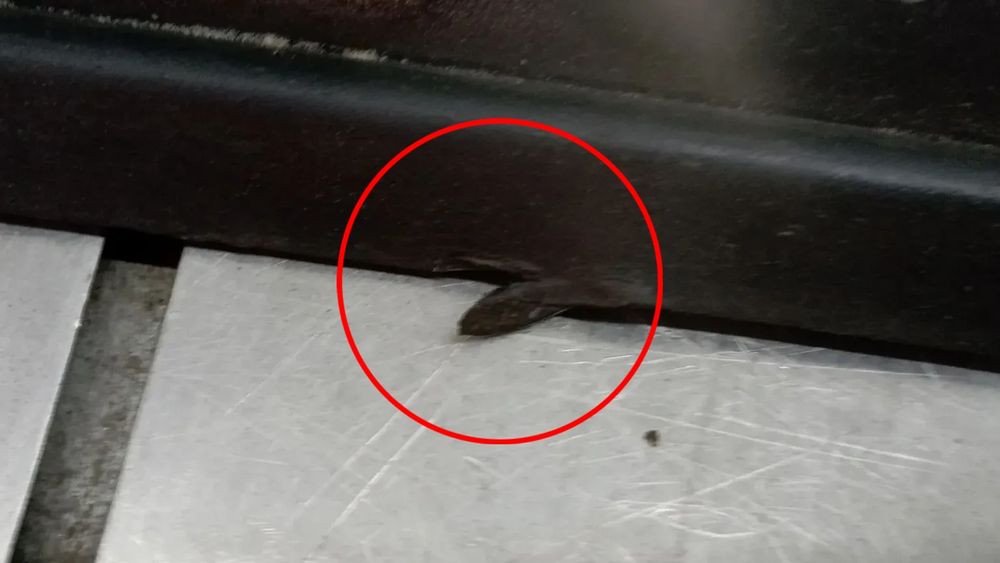 Embaladeira esquerda CITROËN C3 III (SX)