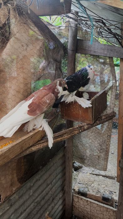 Pombos papo de vento