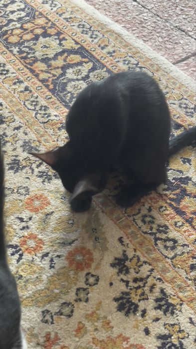 Muito Urgente !! Gatinhos para dar