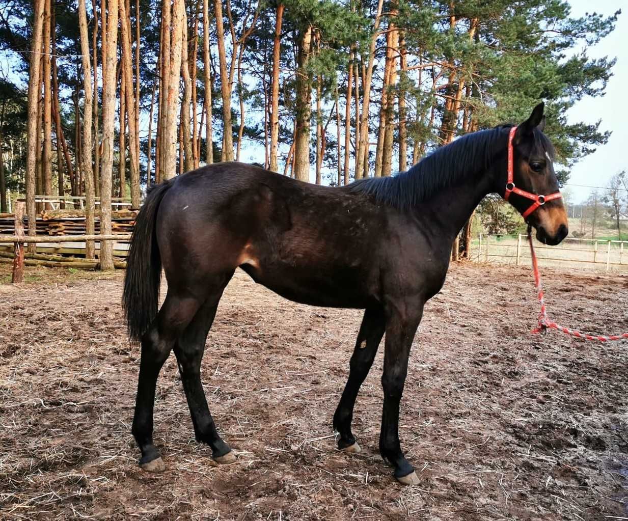 Sprzedam konie, źrebaki, klacz 3 letnią, klacz 13 letnia