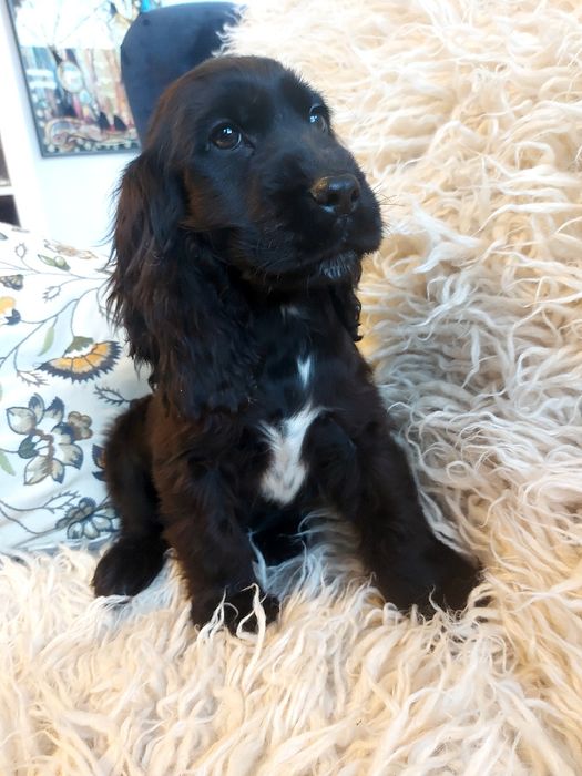 Cocker Spaniel Angielski