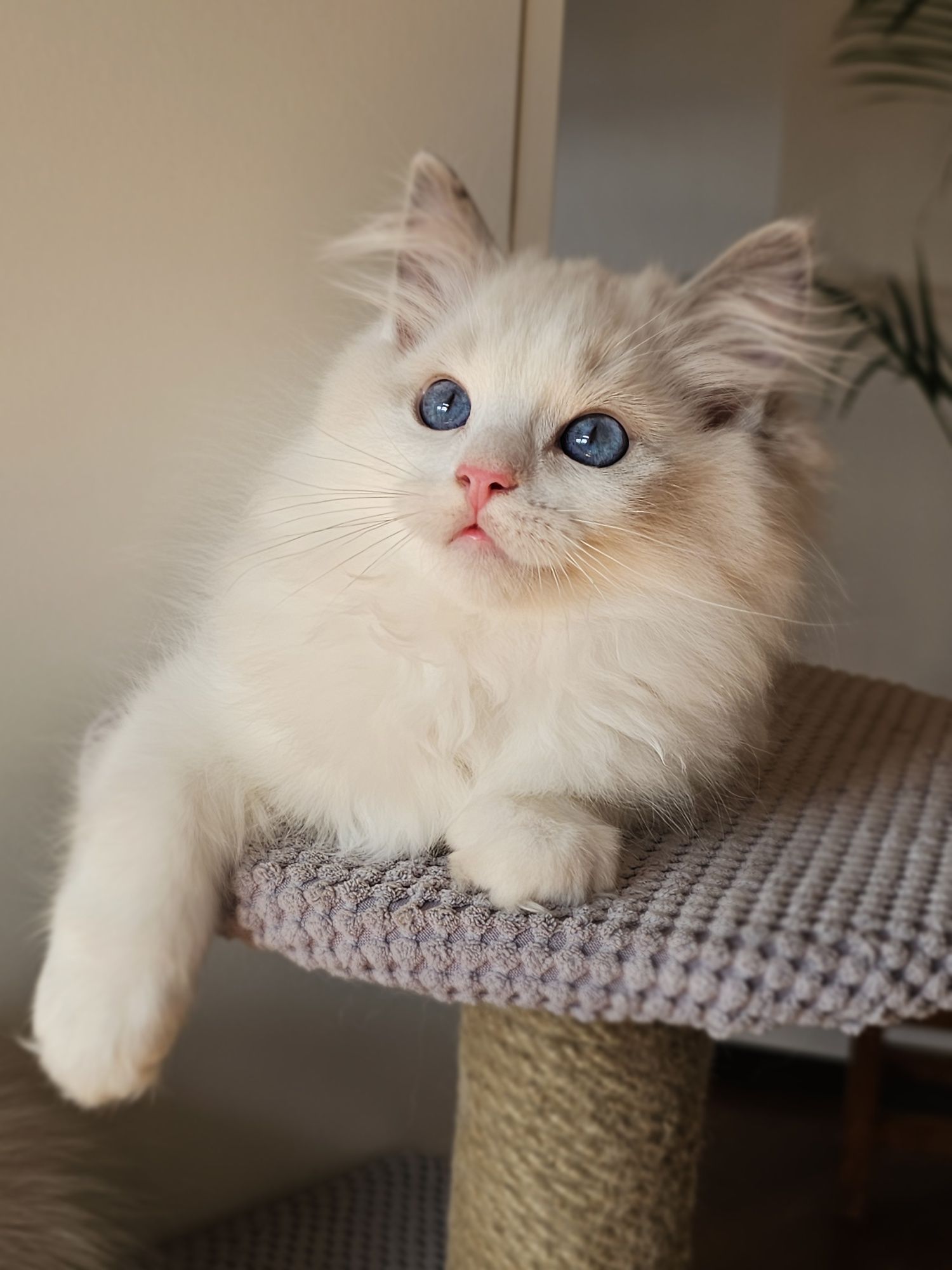 Ragdoll kocurek na kolanka