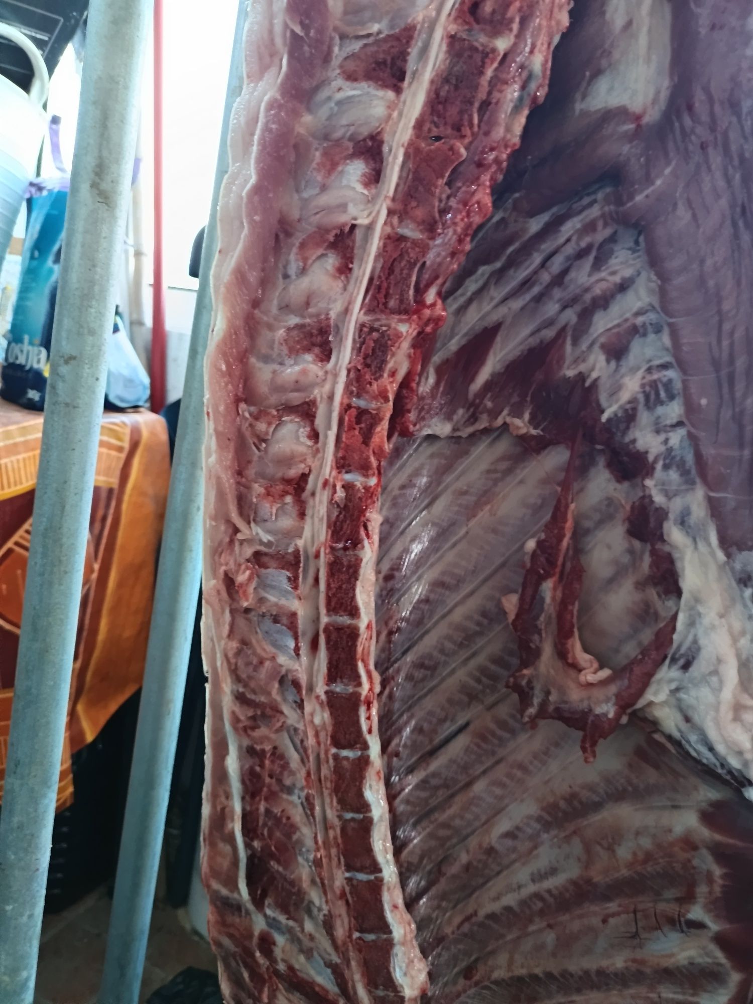2 porcas fêmeas, 70-80kg