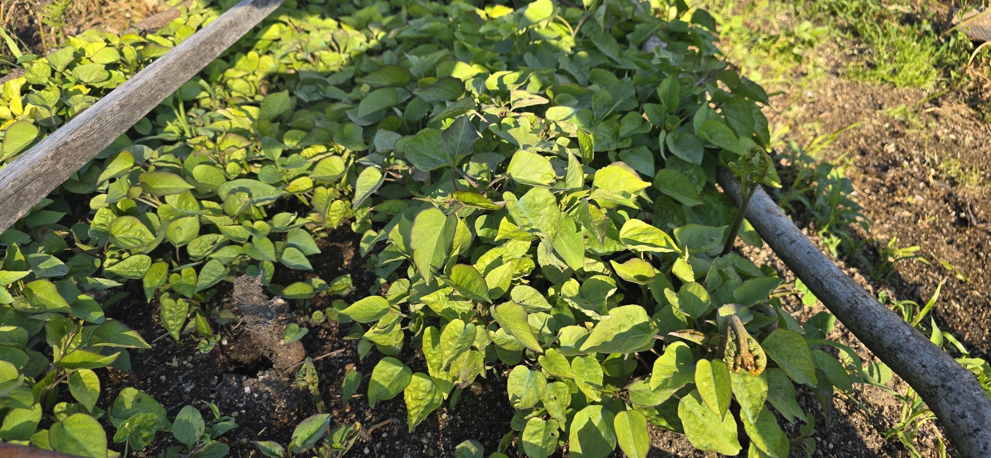 Batata doce (raiz)