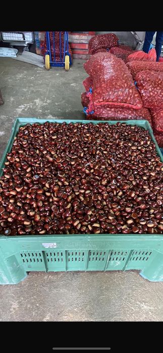 Vendo castanha em Lisboa