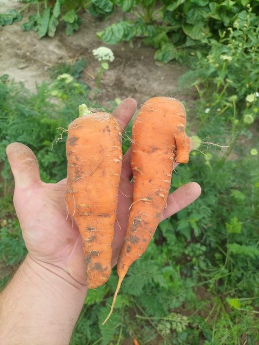 Marchew jadalna 2, pastewna 1.