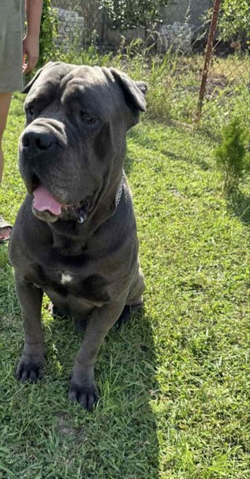 Вязка! Кане корсе