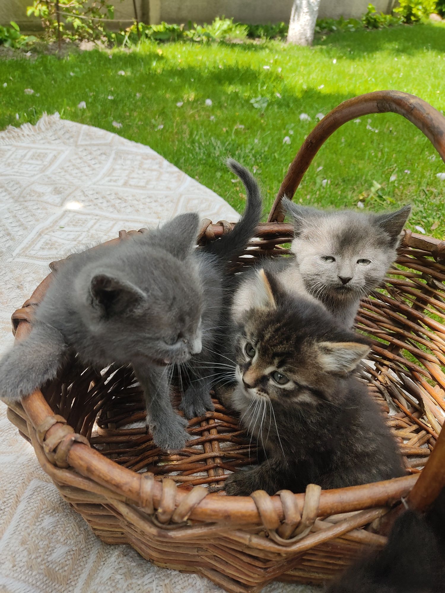 Котики в добрі руки